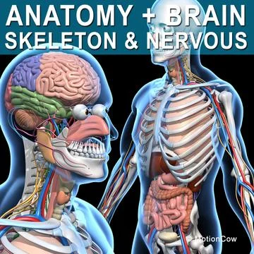 Skeleton, Anatomy &amp; Nervous System 3D Model