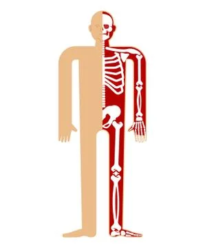 Skeleton anatomy human. Skeletal system cross section. Bones and skull. Ribs  Stock Illustration