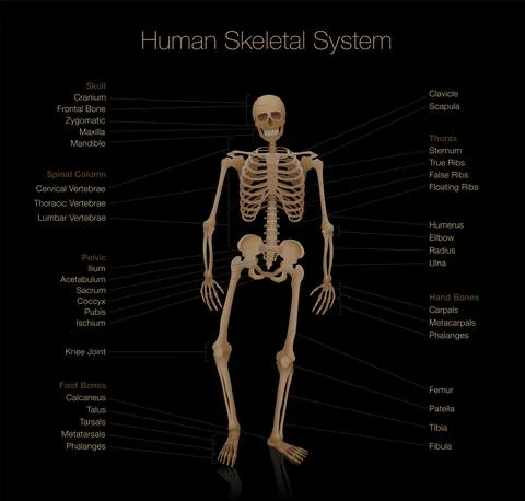 Skeleton Anatomy Human Skeletal System Chart Stock Illustration
