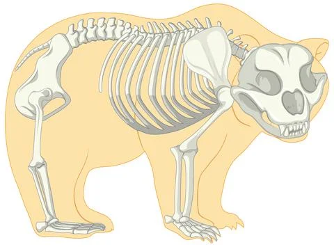 Skeleton Anatomy of wild bear isolated Stock Illustration