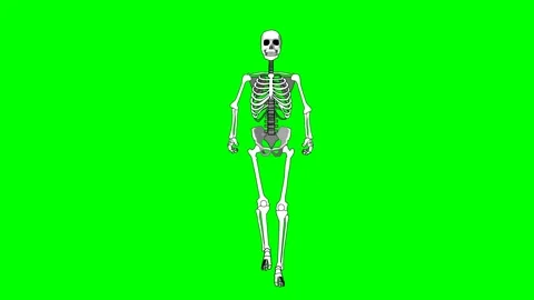 Skeleton and body bones of a man or woman walking and walking towards full Stock Footage 286338505