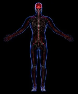 Skeleton and nervous system Stock Illustration