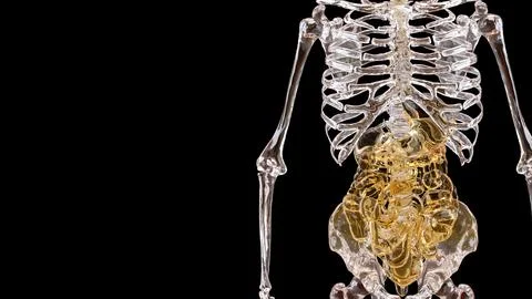 The Skeleton and Viscera for Sci and medical concept 3d Rendering. Stockillustratie