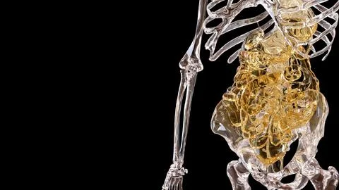 The Skeleton and Viscera for Sci and medical concept 3d Rendering. イラスト素材