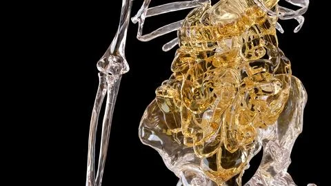 The Skeleton and Viscera for Sci and medical concept 3d Rendering. Stockillustratie