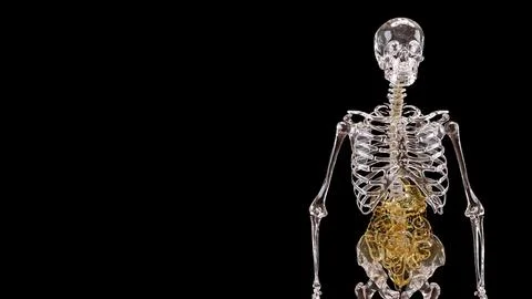 The Skeleton and Viscera for Sci and medical concept 3d Rendering. イラスト素材