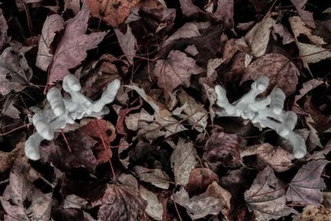 Skeleton Arms Reaching Out From Fall Leaves 写真素材