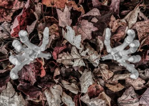 Skeleton Arms Reaching Out From Fall Leaves Stock Photos