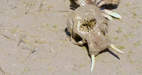 Skeleton of Baby Elephant Video stock 104965249