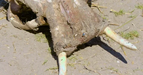 Skeleton of Baby Elephant Vídeo Stock 104965272