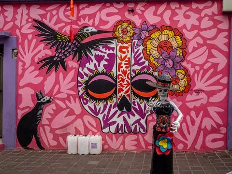 Skeleton on the background of a pink wall Stock Photos