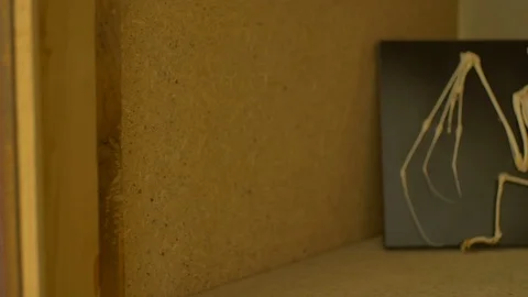 Skeleton of a Bat Stock Footage 93460777