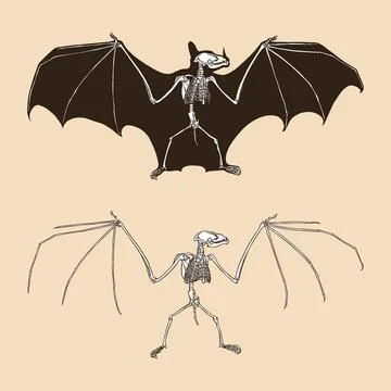 Skeleton bat vector illustration Illustrazione stock