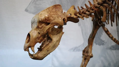 Skeleton of a bear 動画素材 204130327
