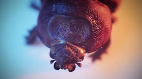 Skeleton beetle on an isolated background Stock Footage 39489551