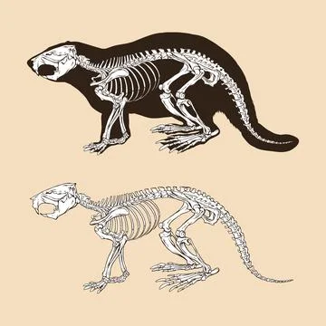Skeleton bever vector illustration Stock Illustration