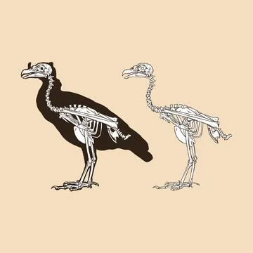 Skeleton bird antique vector illustration Stock Illustration