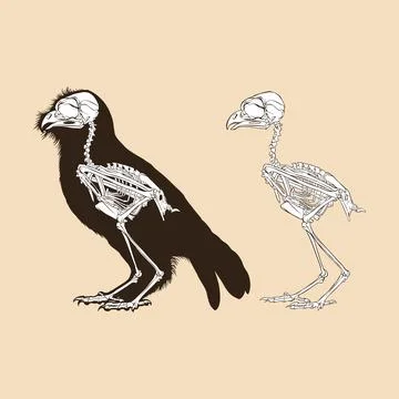 Skeleton bird antique vector illustration animal Stock Illustration