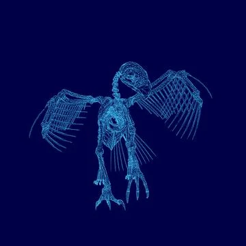 Skeleton of a bird is shown in blue. The skeleton is in a very detailed and Stock Illustration