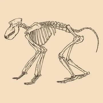 Skeleton black baboon vector illustration Stock Illustration