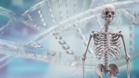 The Skeleton on black background for education or sci concept 3d rendering. Stock Photos
