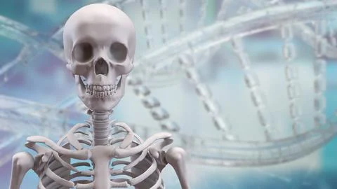 The Skeleton on black background for education or sci concept 3d rendering. Stock Photos