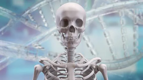 The Skeleton on black background for education or sci concept 3d rendering. Stock Photos