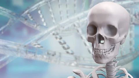 The Skeleton on black background for education or sci concept 3d rendering. Stock Photos