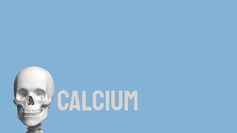 The Skeleton on blue Background for calcium concept 3d Rendering. Stock Photos