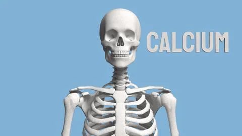 The Skeleton on blue Background for calcium concept 3d Rendering. Stock Photos