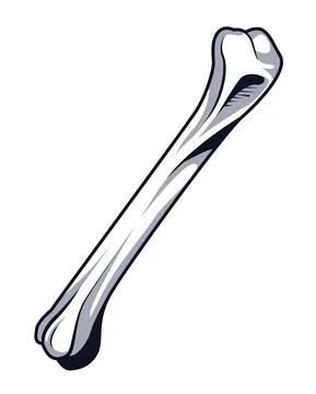 Skeleton bone drawn Stock Illustration