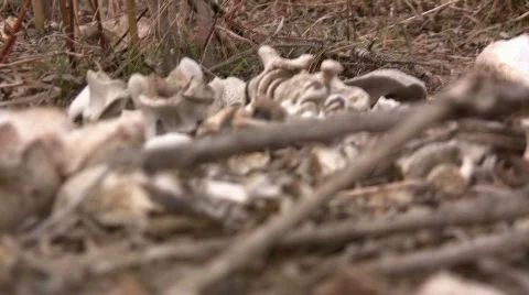 Skeleton Bones 2 Stock Footage