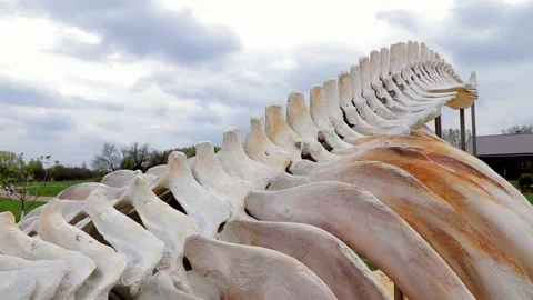 Skeleton bones of a blue whale. Museum exhibit in national park. Close up Video stock 169453715