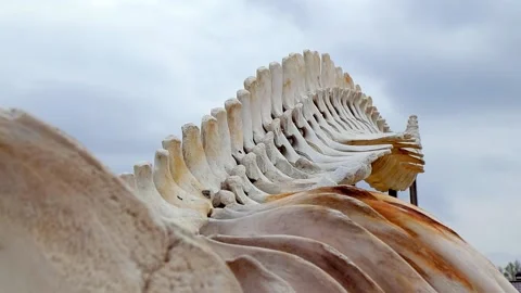 Skeleton bones of a blue whale. Museum exhibit in national park. Close up Stock Footage 170049172