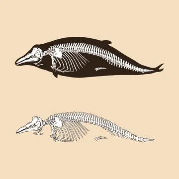 Skeleton bottlenose dolphin vector illustration Stock Illustration