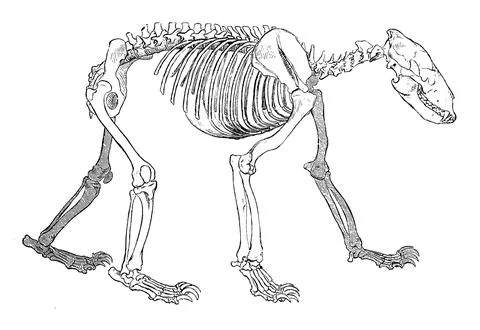 Skeleton of a brown bear Ursus arctos Historic digitally restored reproduction Stock Illustration