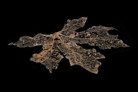Skeleton brown Maple leaf isolated on a black background Fotos Stock