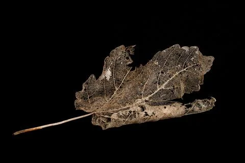 Skeleton brown Maple leaf isolated on a black background Stockfoto's