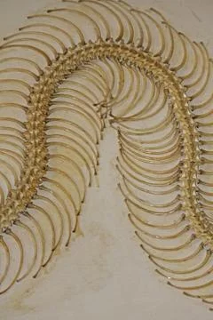 Skeleton of Burmese Python Stock Illustration