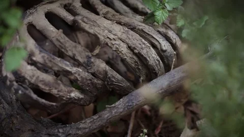 SKELETON IN BUSHES B 動画素材 84833830