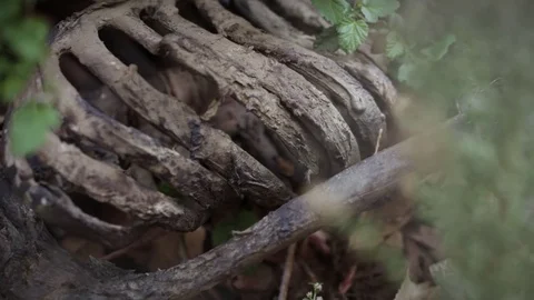 SKELETON IN BUSHES A 動画素材 84834298