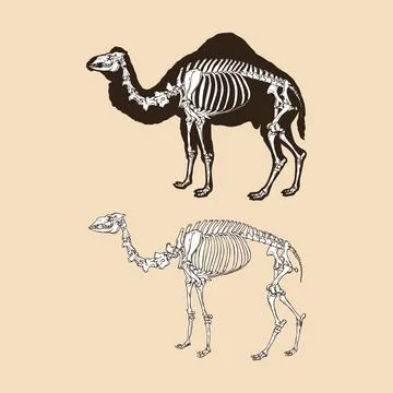 Skeleton camel vector illustration Stock Illustration