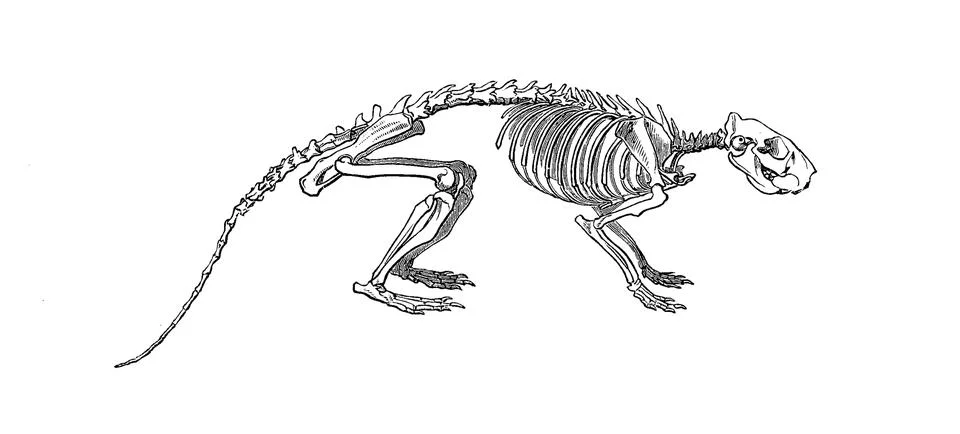 Skeleton of the cane rat greater cane rat Thryonomys swinderianus is one of the Stock Illustration