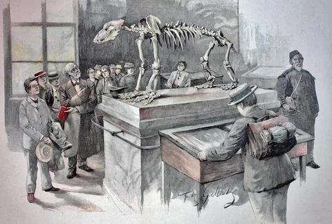 The skeleton of the cave bear in the cave museum of Ruebeland a locality of the Stock Illustration