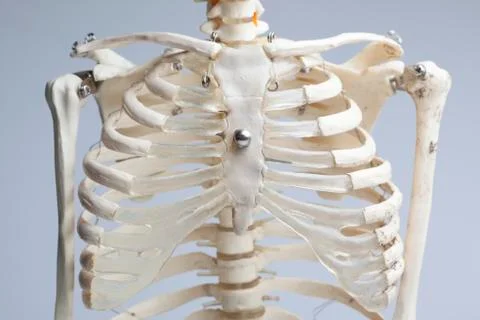 Skeleton chest Stock Photos