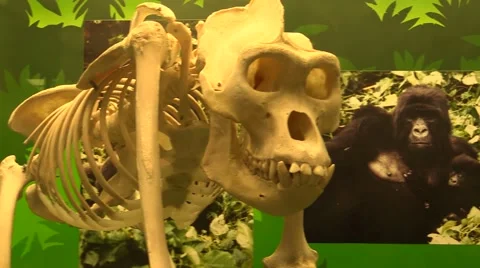 Skeleton chimpanzees Stock Footage 40668580