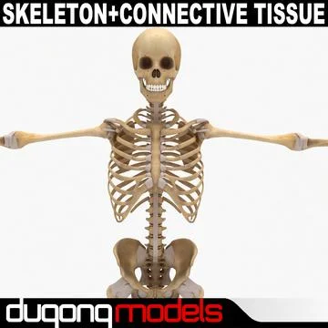 Skeleton & Connective Tissue 3D Model
