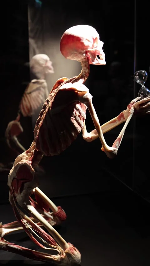 Skeleton contemplation time symbolism Video stock 331233087