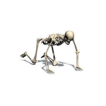 Skeleton crawls Stock Illustration