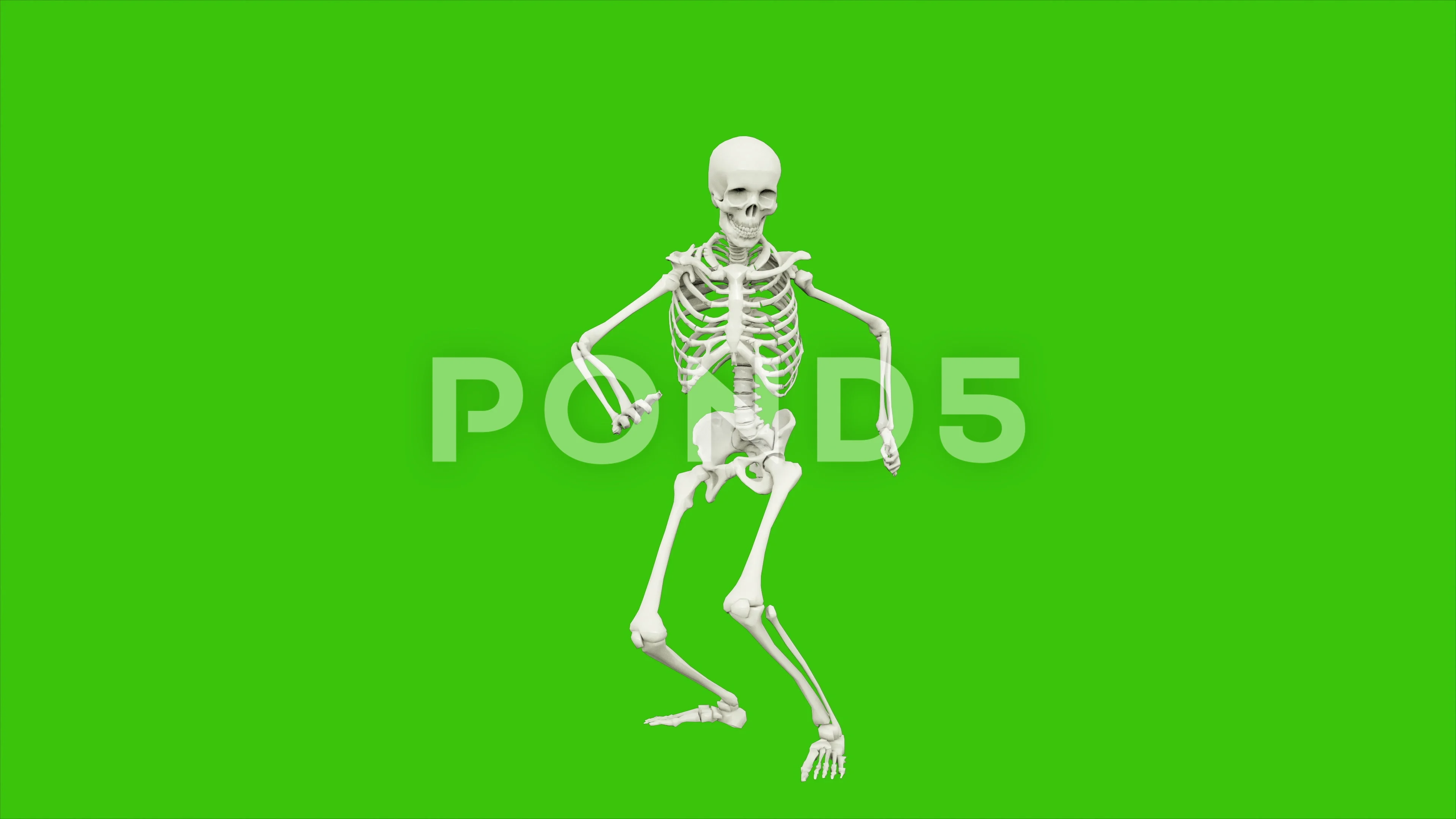 Skeleton dancing. Seamless loop animation on green screen.